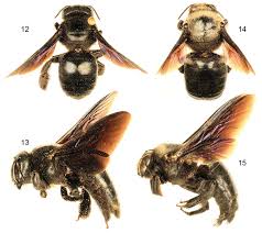 Some species are all black so you sometimes hear about big black bumble bees. Xylocopa Sulcatipes Wikipedia