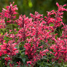 Our snug, is a 1 bedroomed annex to. Cottage Farms Direct Perennials Agastache Sunrise Red 2pc