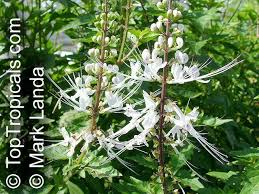 Image result for Orthosiphon thymiflorus