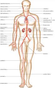 The major (or great) blood vessels of the heart are the larger arteres and veins that attach to the atria and ventricles and transport blood to and from the blood passes from the left atrium into the left ventricle. 34 Label The Major Arteries And Veins Labels Design Ideas 2020