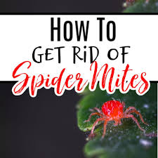 If you have a particularly bad infestation you can purchase and release the predatory mites in your garden and they will get to work. How To Get Rid Of Spider Mites On Plants