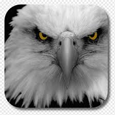 See more ideas about drawings, eagle drawing, art drawings. Black And White Eagle United States T Shirt High Definition Television Three Dimensional Space Eagle Head And Sharp Eyes 3d Computer Graphics People Bald Eagle Png Pngwing