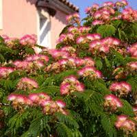 Aug 04, 2021 · perennials pink flowering bush identification : Virginia Trees Shrubs Naturehills Com