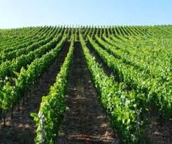 With its long tradition in wine making, rande. Randersacker Wine Region