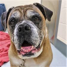 All boston terriers adopted through our program are spayed or neutered. Pin On Adopt Don T Shop