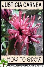 Image result for Justicia carnea