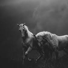 Black And White Horse Photography Net Opisaniya Foto Horses Pretty Horses Animals Beautiful