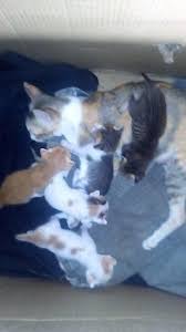 We did not find results for: Cara Merawat Anak Kucing Baru Lahir Dengan Benar Binatang Peliharaan