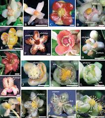 Image result for Garcinia pachyclada