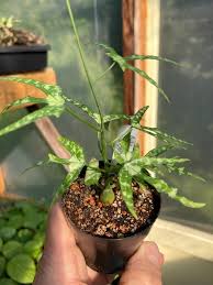 Image result for Pyrenacantha kirkii