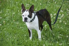 Is A Boston Terrier A Good Choice If I Live Alone In An Apartment And Do  Not Work Long Hours? - Quora