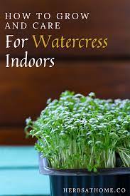 Pin On Diy Gardening
