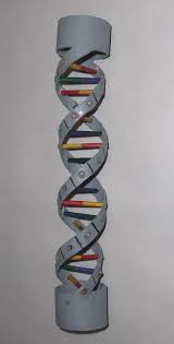Dna Sample Creativity Post Dna Model Project Dna Model Dna Project