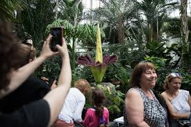 A rare corpse flower, or amorphophallus titanum, has bloomed at frederik meijer gardens and sculpture park in grand rapids, michigan. Why Is The Corpse Flower So Stinky The New York Times