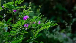 Image result for Tephrosia paniculata