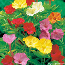 Belle De Nuit Mirabilis Jalapa