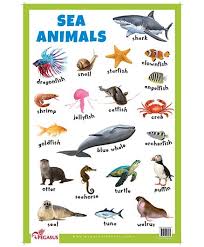 sea animals educational chart english info