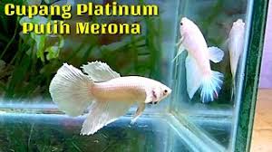 See more of faan cupang cupang on facebook. Ikan Cupang Platimum Cantik 1 Pasang Youtube