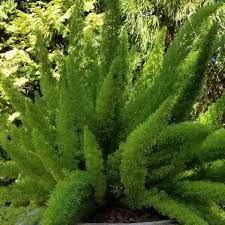 Foxtail Fern Foxtail Fern Foxtail Plant Evergreen Ferns