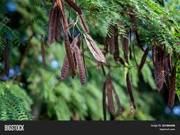 Check spelling or type a new query. Long Brown Seed Pods Image Photo Free Trial Bigstock