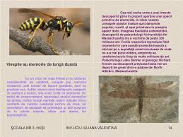 (la pl.) sărbătoare religioasă creștină, cu străvechi origini mitologice, provenind din ritualuri de pomenire a morților, care cade la 50 de zile după paști. Ppt Era Insectelor Powerpoint Presentation Free Download Id 4239246