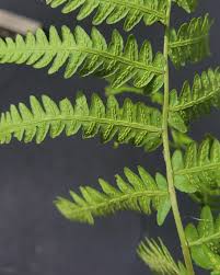 Image result for Osmundaceae