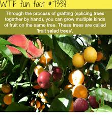 Lovepik provides 58000+ fruit splicing photos in hd resolution that updates everyday, you can free download for both personal and commerical use. Wtf Fun Fact 7338 Through The Process Of Grafting Splicing Trees Together By Hand You Can Grow Multiple Kinds Of Fruit On The Same Tree These Trees Are Called D Trees