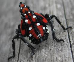 Although it has two pairs of wings, it jumps more than it flies. Spotted Lanternfly Treephilly