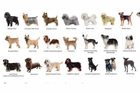 A standard male dog is commonly known as a dog. in technical terms, this implies that the dog hasn't fathered any young, nor has it been used for breeding. What Dog Breed Are You