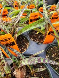 Image result for Ledebouria Unidentified sp. no6.