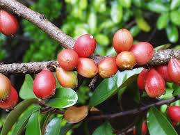 Image result for Englerophytum