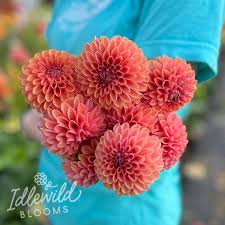 Image result for Erica