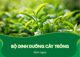chephamsinhhocdienthong – Chế Phẩm Sinh Học Điền Thông