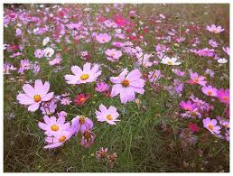 Saying Goodbye To Summer With Blooming Cosmos