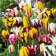 Flowers israel spring february flores cyclamen places israel21c hermosas silvestres lugares ver gershon. Rembrandt Type Flaming Tulip Mix Fedco Bulbs