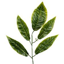 Maybe you would like to learn more about one of these? Jual Daun Mangga Hijau List Kuning Makmur Lintas Benua