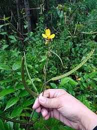 Image result for Senna occidentalis