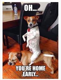 Surprise Funny Animals Funny Dogs Funny Dog Pictures