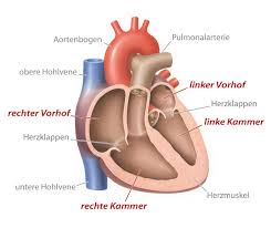 Eine herzmuskelentzündung, medizinisch als myokarditis bezeichnet, ist eine plötzlich auftretende (akute) oder lang andauernde (chronische) entzündung des herzmuskels (myokards), die. Herzklappenfehler Ursachen Arten Ratgeber Herzinsuffizienz