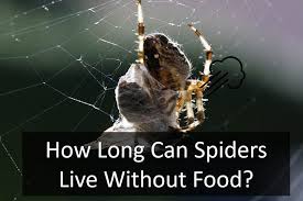 A prickly house a little host contains; How Long Can Spiders Live Without Food Perfect Atom