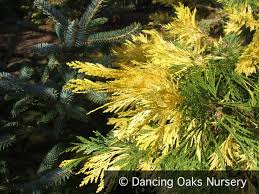 Image result for Calocedrus decurrens