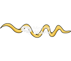 Image result for Spirochete