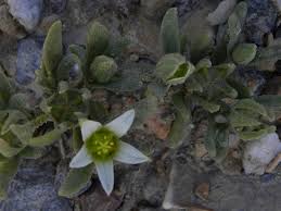 Image result for Aizoaceae