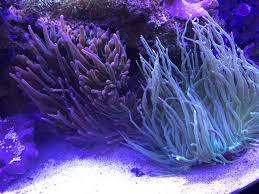 anemone compatibility question reef2reef saltwater and