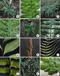 Image result for Asplenium cancellatum