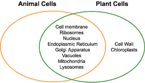 Maybe you would like to learn more about one of these? Similarities And Differences Between Plant And Animal Cells And Bacterial Cells