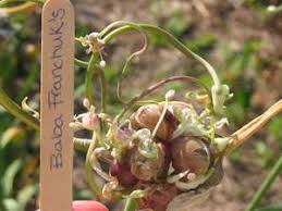 When do i harvest spring garlic? Garlic Bulbils Available For Planting