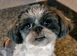 If you do not have experience working with dogs, enroll in obedience. Prescott Az Shih Tzu Meet Bailey A Pet For Adoption