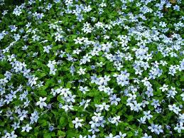 268268 (for references in articles please use ncbi:txid268268). Isotoma Fluviatilis