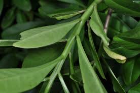 Image result for Talinum fruticosum